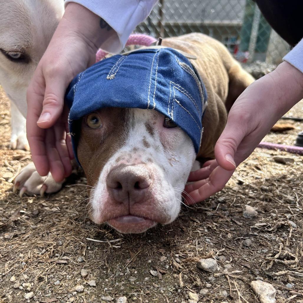 Nugget, a Adoptable mixed breed in Greenville, SC image 4/6