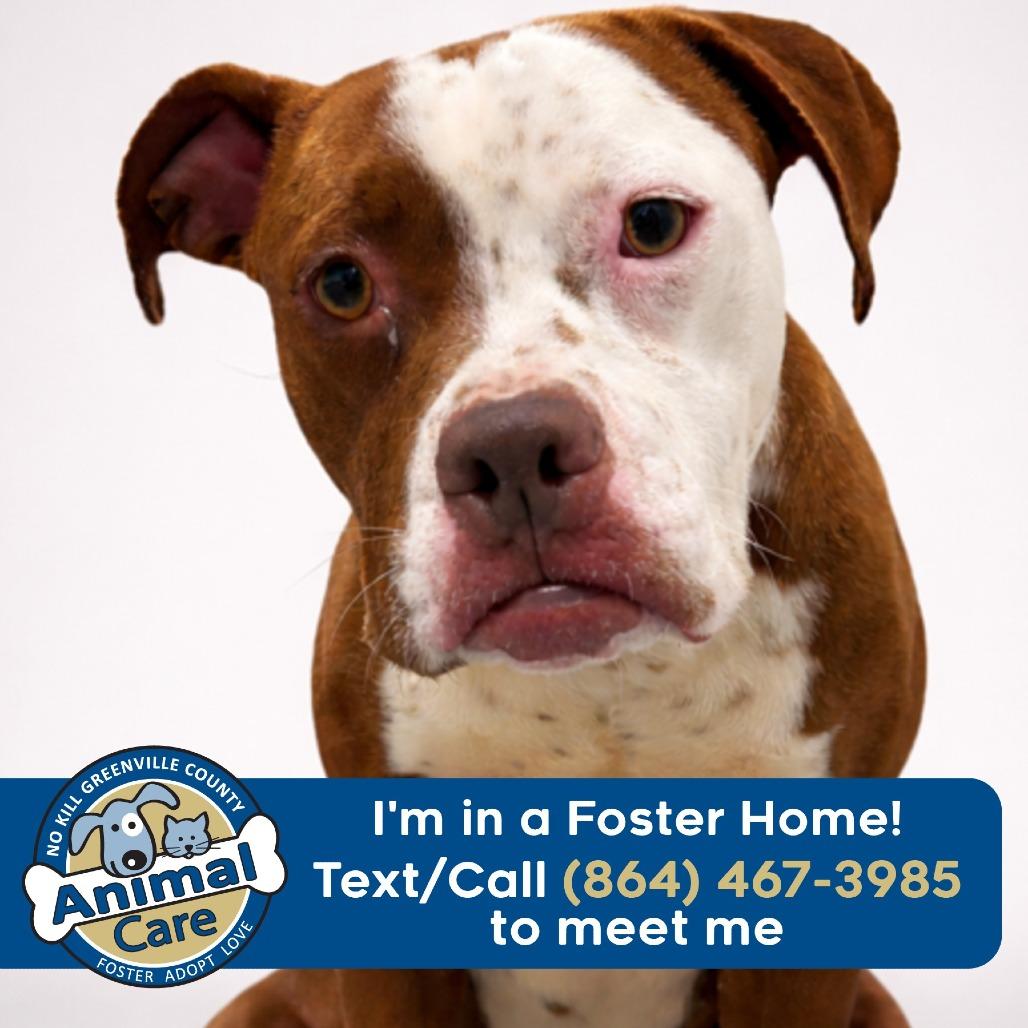 Nugget, a Adoptable mixed breed in Greenville, SC image 5/6