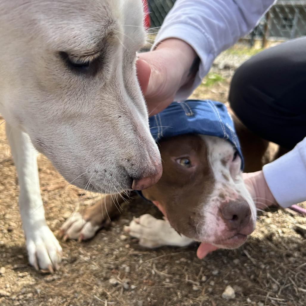 Nugget, a Adoptable mixed breed in Greenville, SC image 6/6