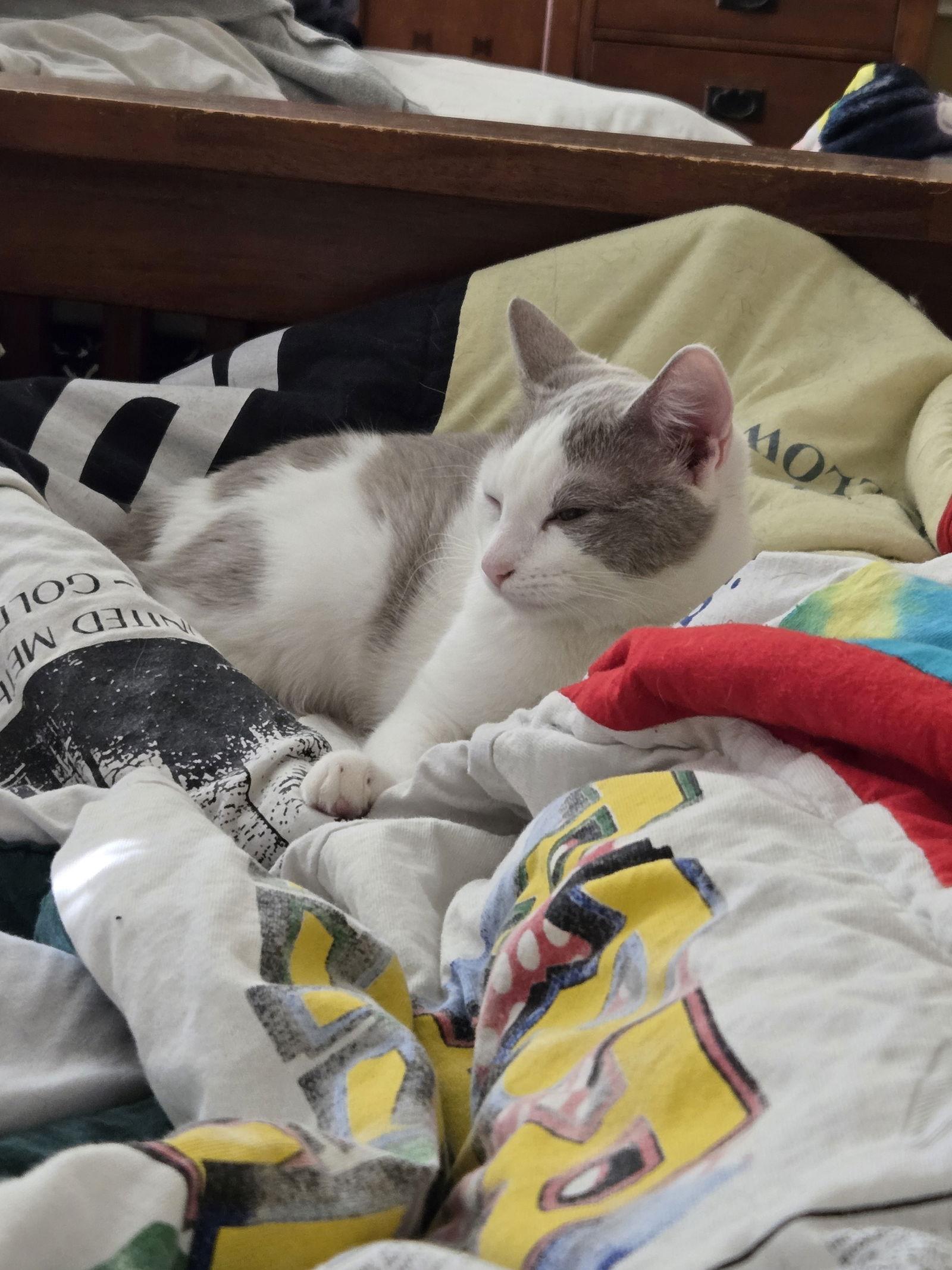 Armoire, Adopted, Young Female Domestic Short Hair.