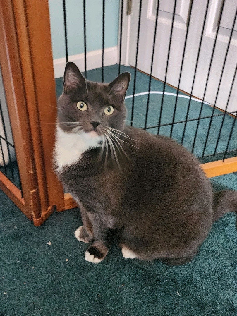 Bella, Adopted, Adult Female Domestic Short Hair & Himalayan.