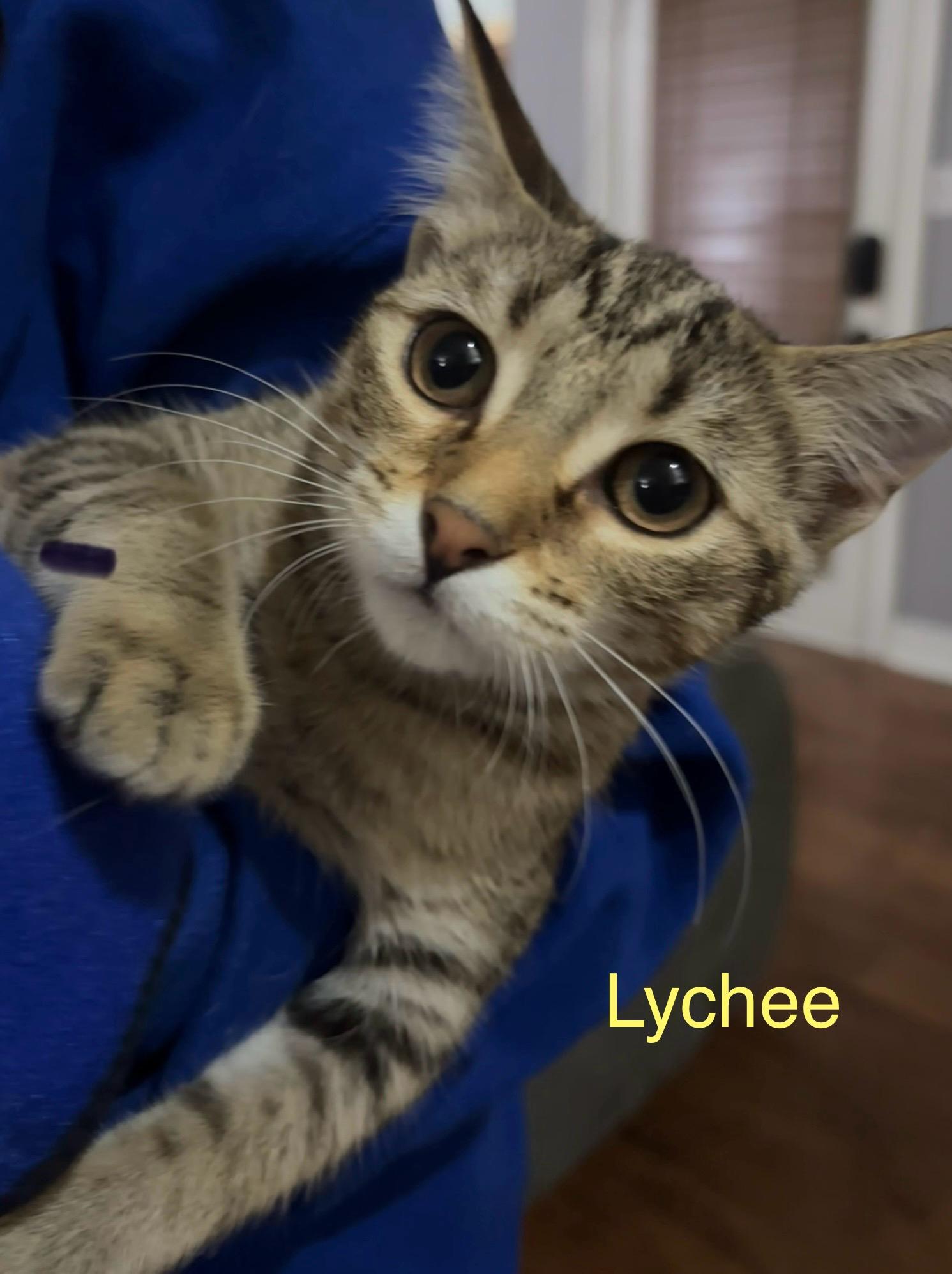 LYCHEE, Adoptable, Kitten Female Tabby.