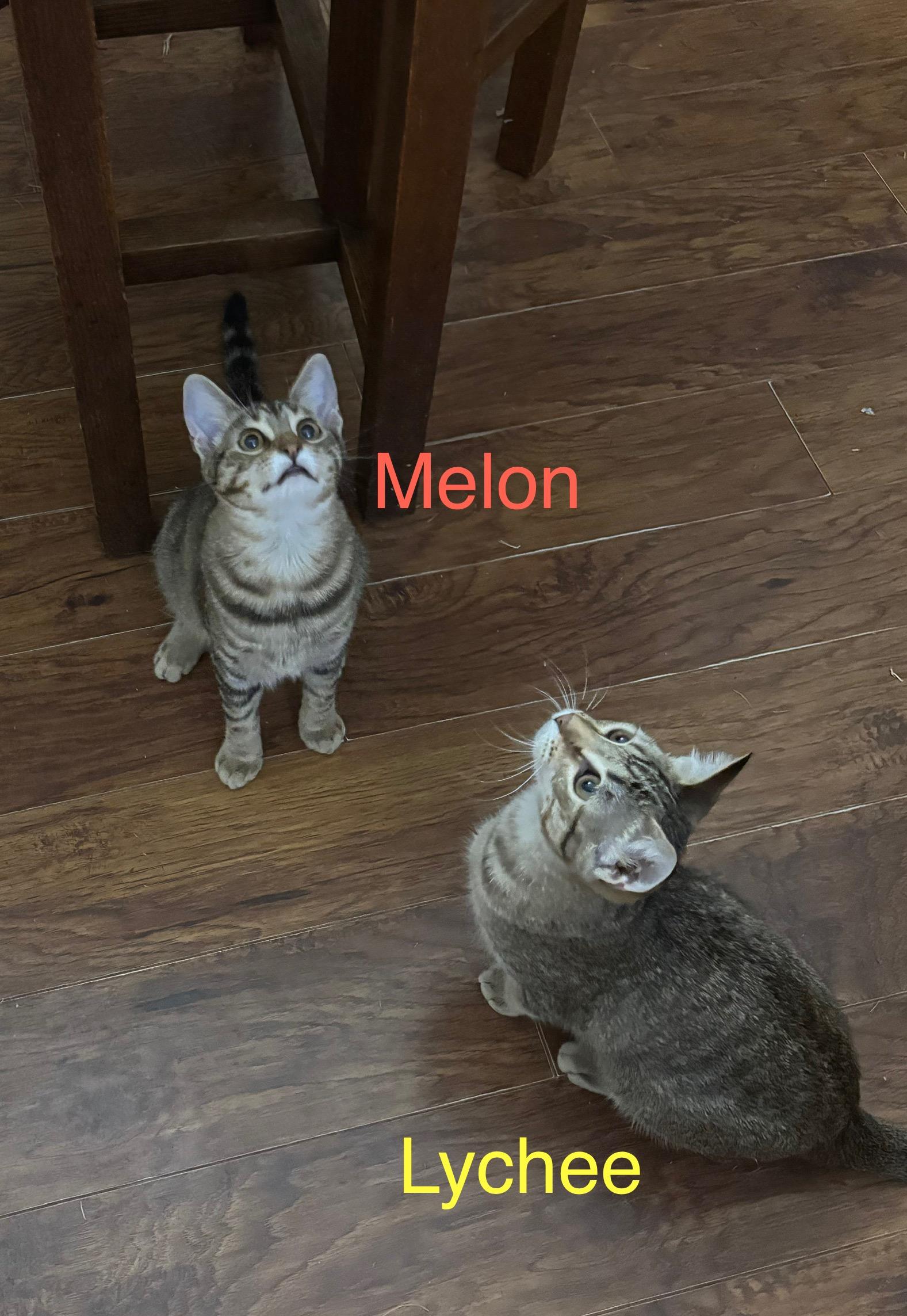 Enlarge LYCHEE, a Adoptable Tabby in Flint, TX image 2/2