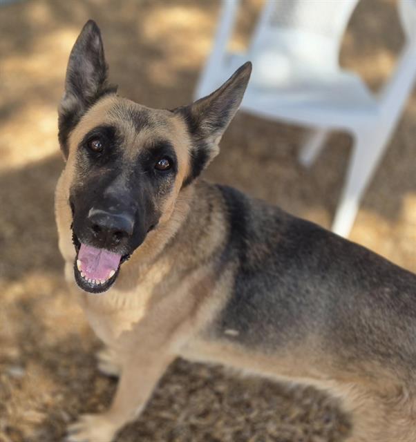 Enlarge GINGERBREAD, a Adoptable mixed breed in Albuquerque, NM image 1/1