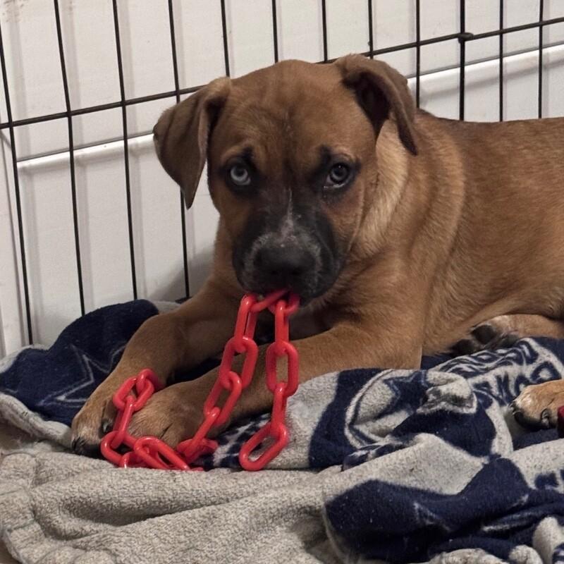 Enlarge TIANNA (LIGHT PINK) DISNEY, a Adoptable mixed breed in lawton, OK image 1/6