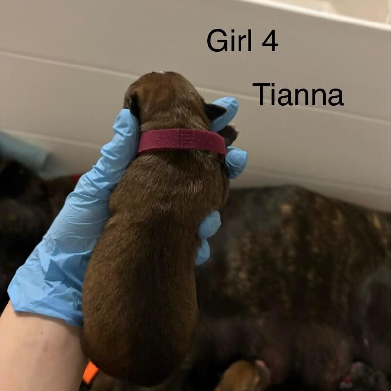 TIANNA (MAROON) DISNEY, Adoptable, Adult Female Mixed Breed & Pit Bull Terrier.