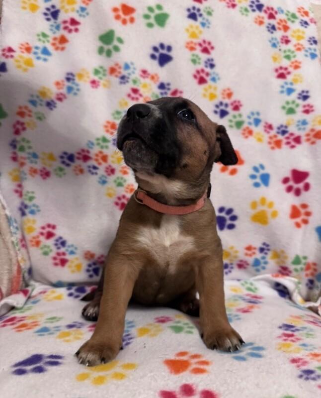 Enlarge TIANNA (LIGHT PINK) DISNEY, a Adoptable mixed breed in lawton, OK image 2/5