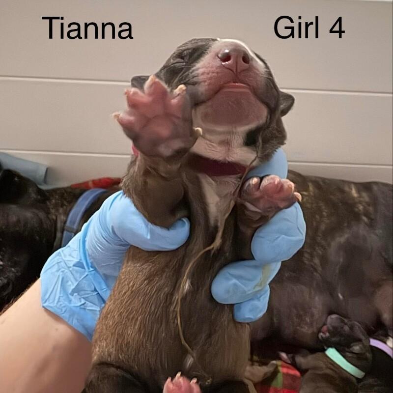Enlarge TIANNA (MAROON) DISNEY, a Adoptable mixed breed in lawton, OK image 2/2