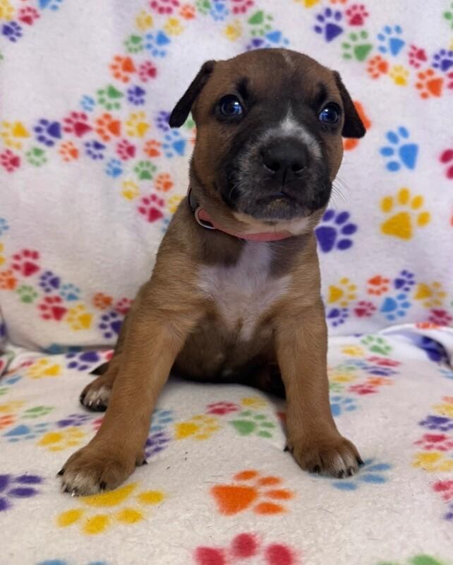 Enlarge TIANNA (LIGHT PINK) DISNEY, a Adoptable mixed breed in lawton, OK image 4/5