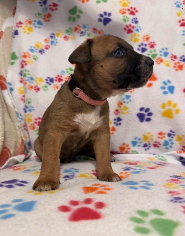 Enlarge TIANNA (LIGHT PINK) DISNEY, a Adoptable mixed breed in lawton, OK image 5/5