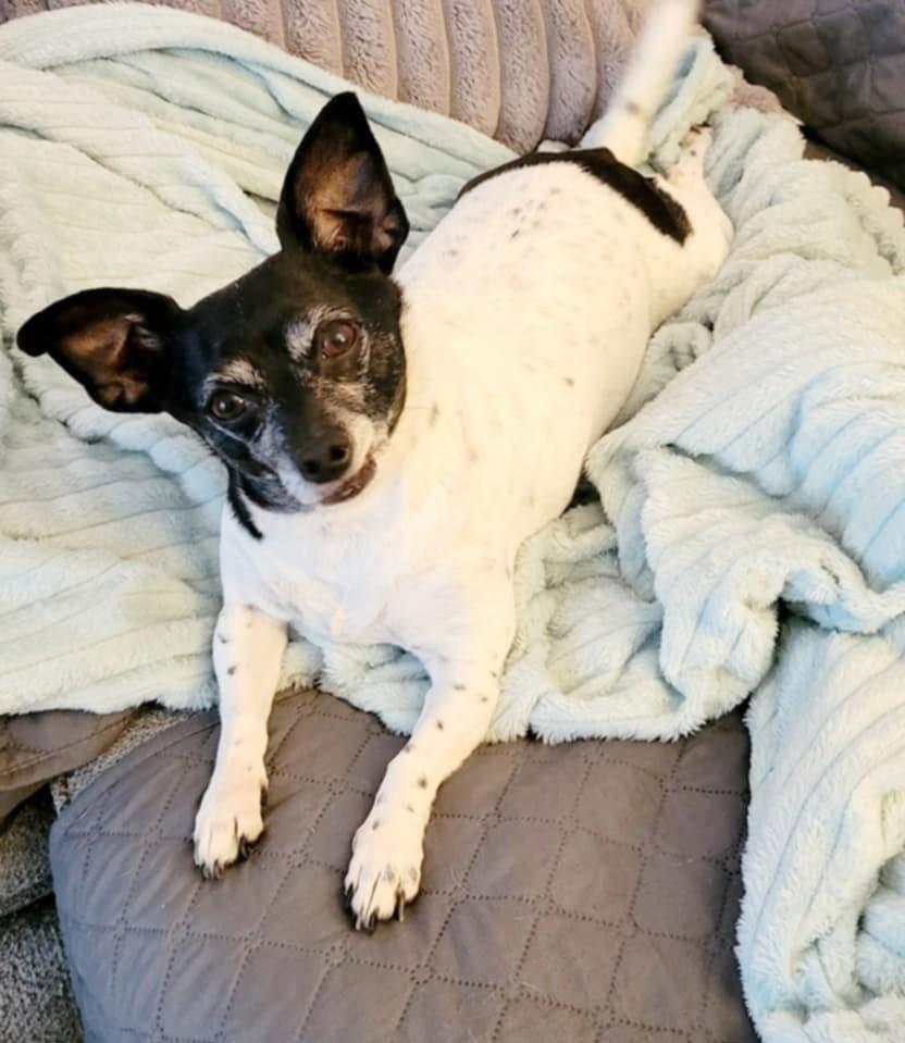Maddie, a Adoptable mixed breed in Crystal, MN image 1/3
