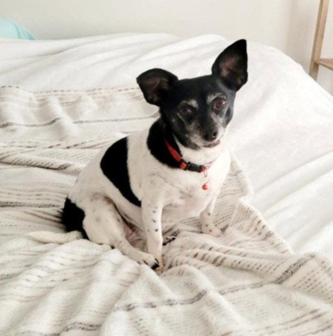 Maddie, a Adoptable mixed breed in Crystal, MN image 2/3