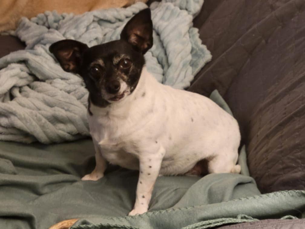 Maddie, a Adoptable mixed breed in Crystal, MN image 3/3