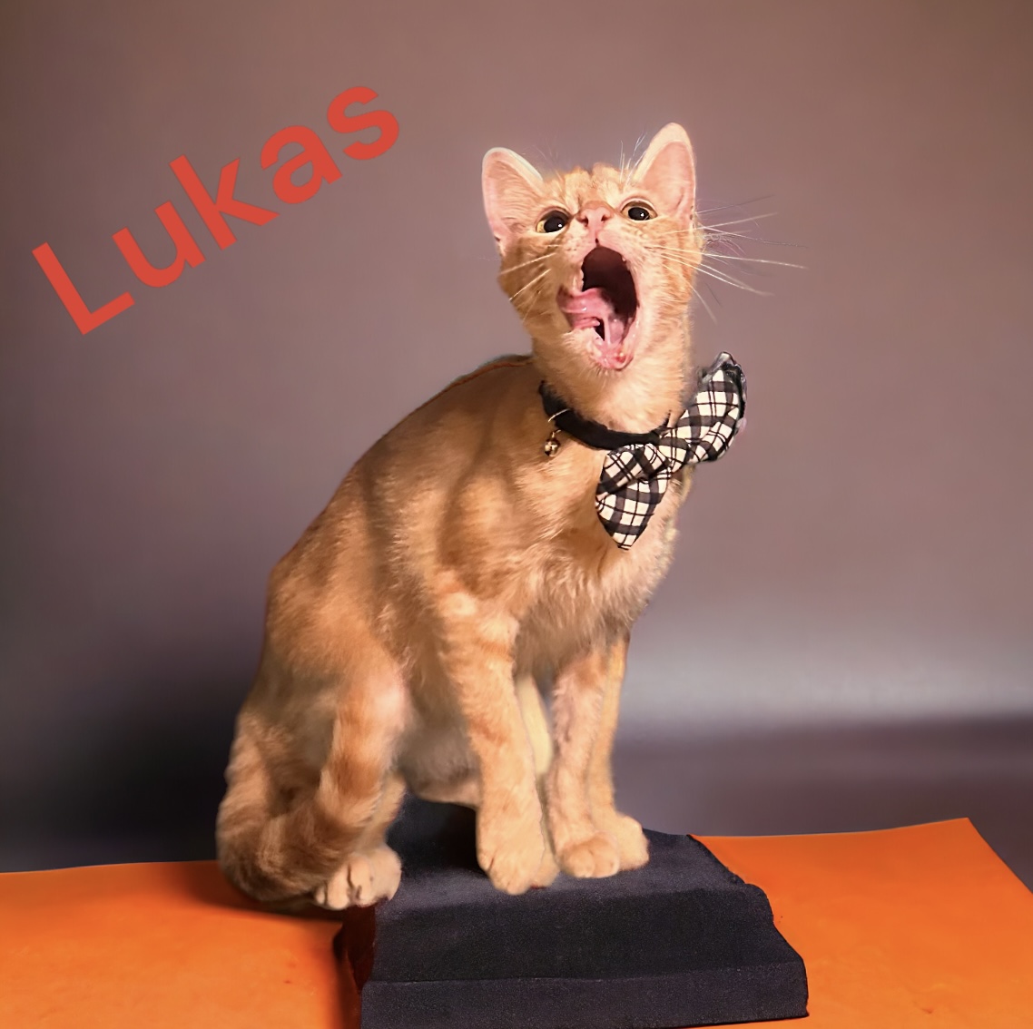 Enlarge Lukas, a Adoptable Tabby in Dickinson, TX image 1/5
