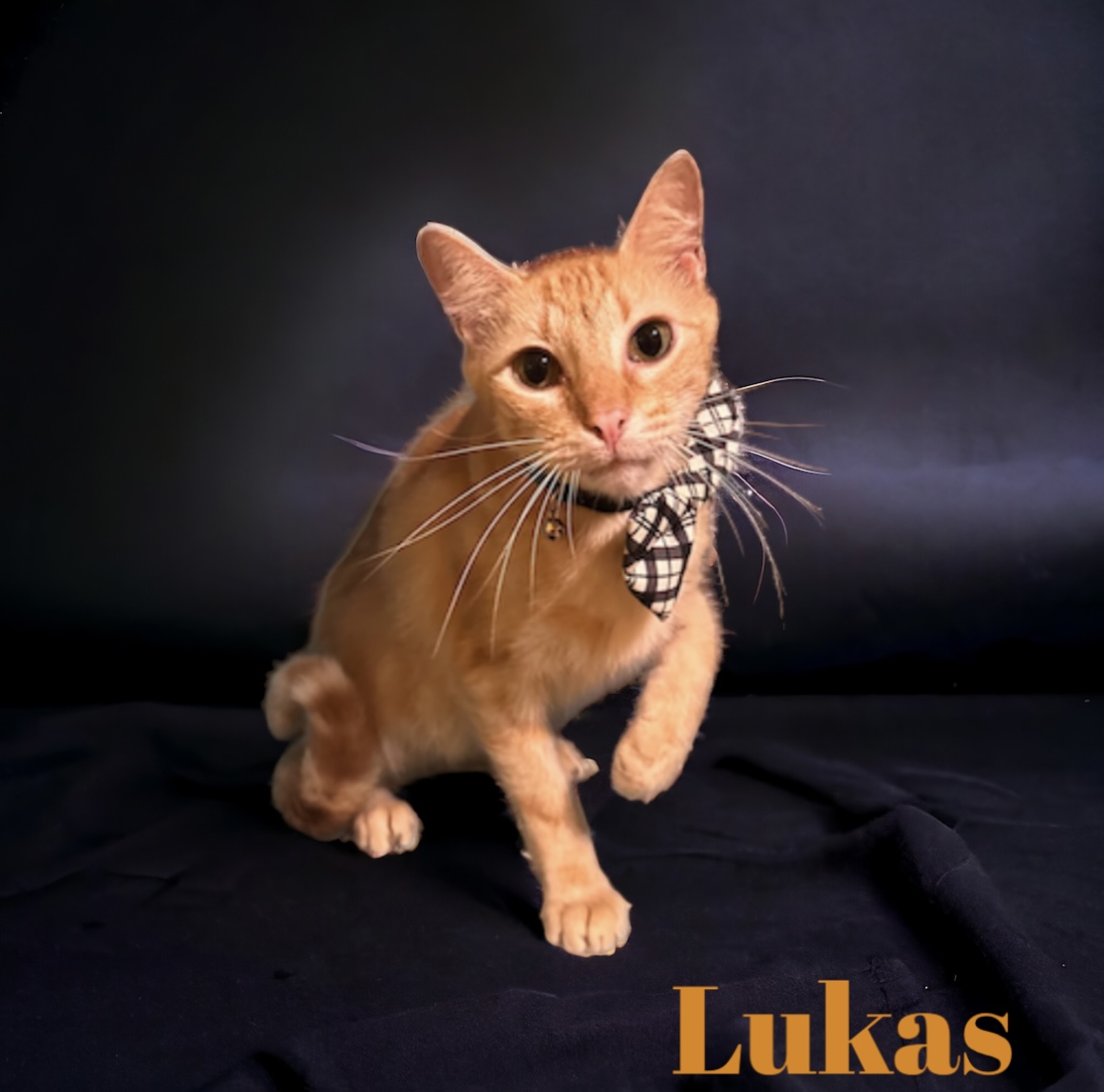 Enlarge Lukas, a Adoptable Tabby in Dickinson, TX image 2/5