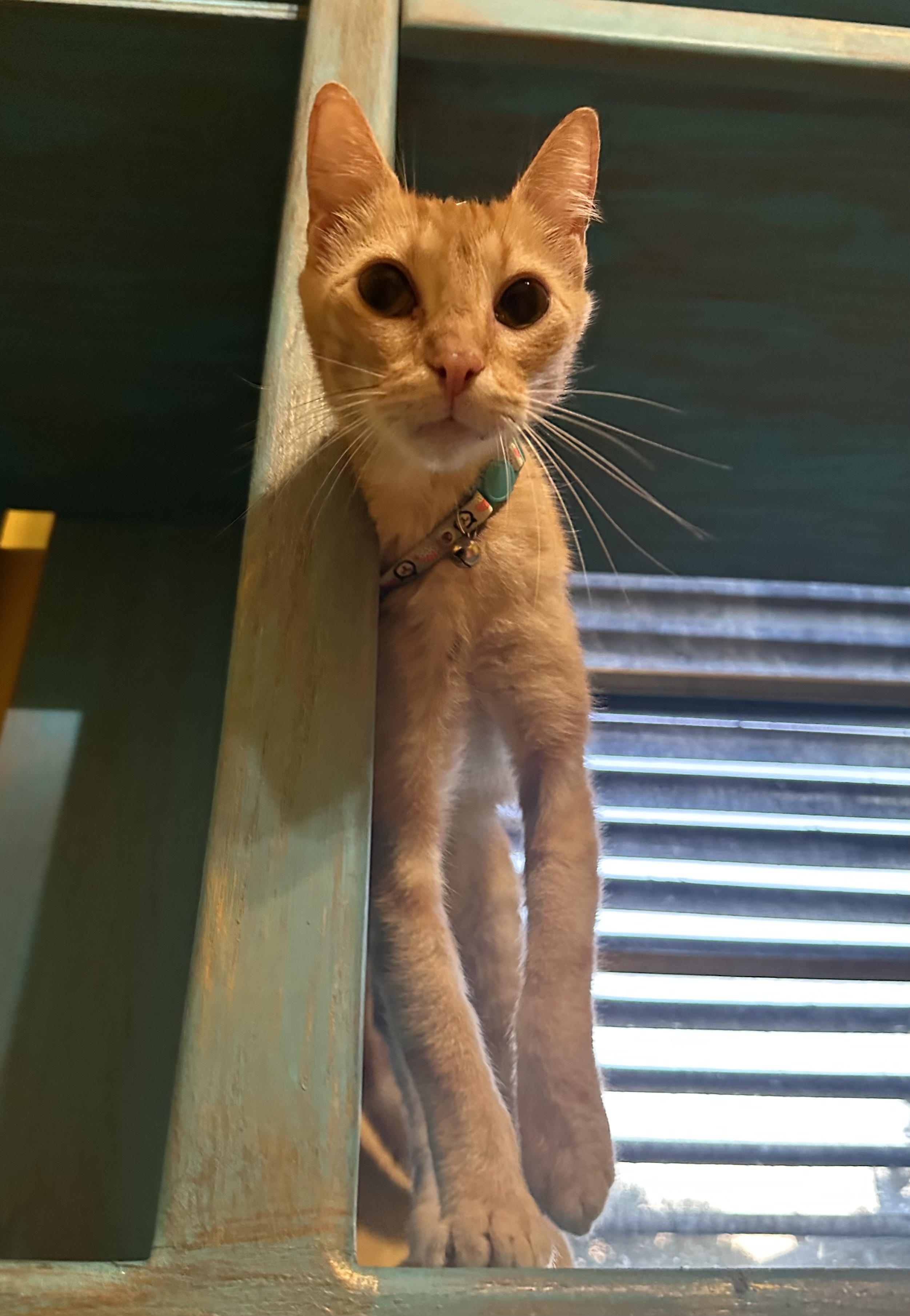 Enlarge Lukas, a Adoptable Tabby in Dickinson, TX image 3/5