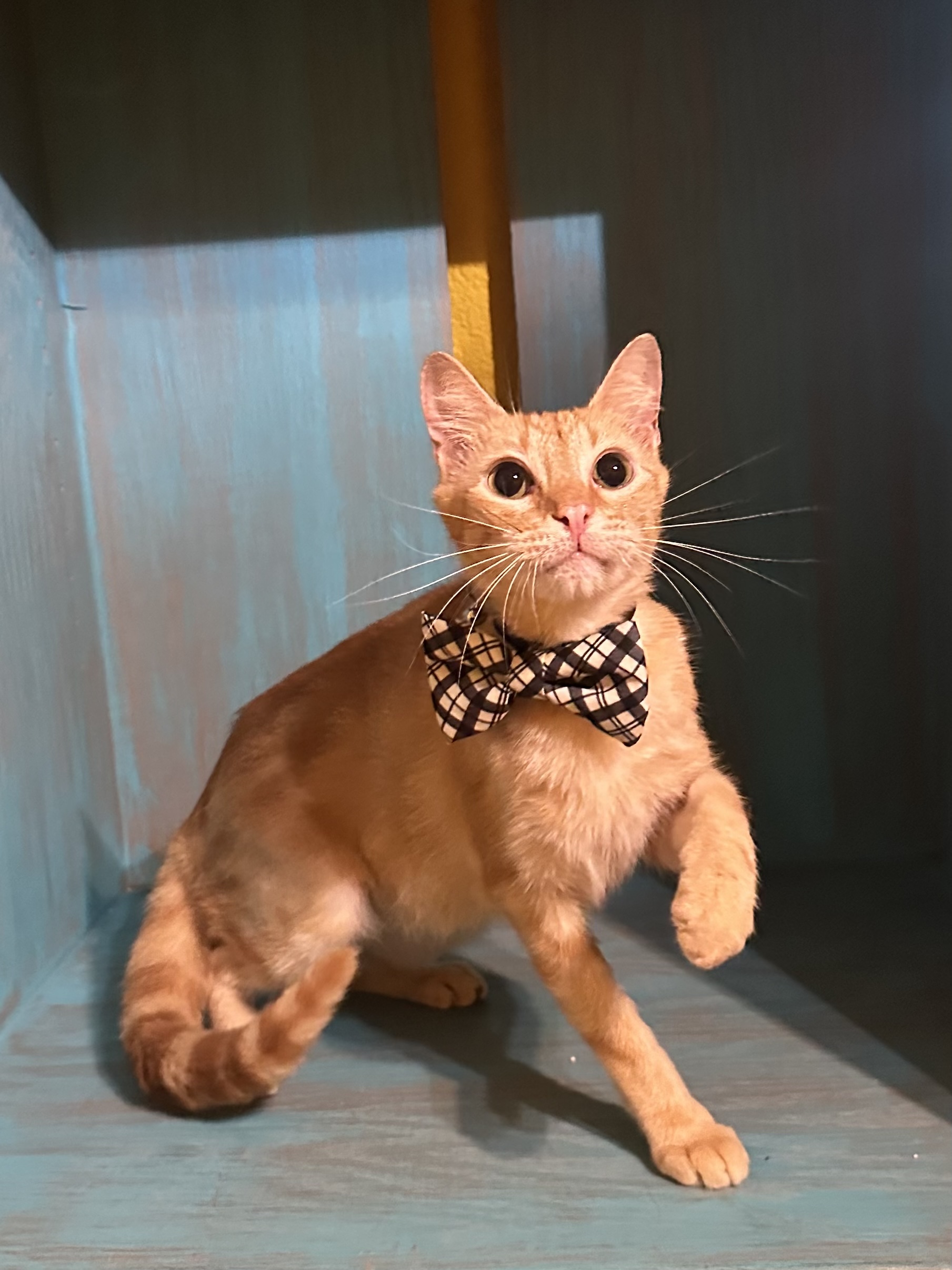 Enlarge Lukas, a Adoptable Tabby in Dickinson, TX image 5/5