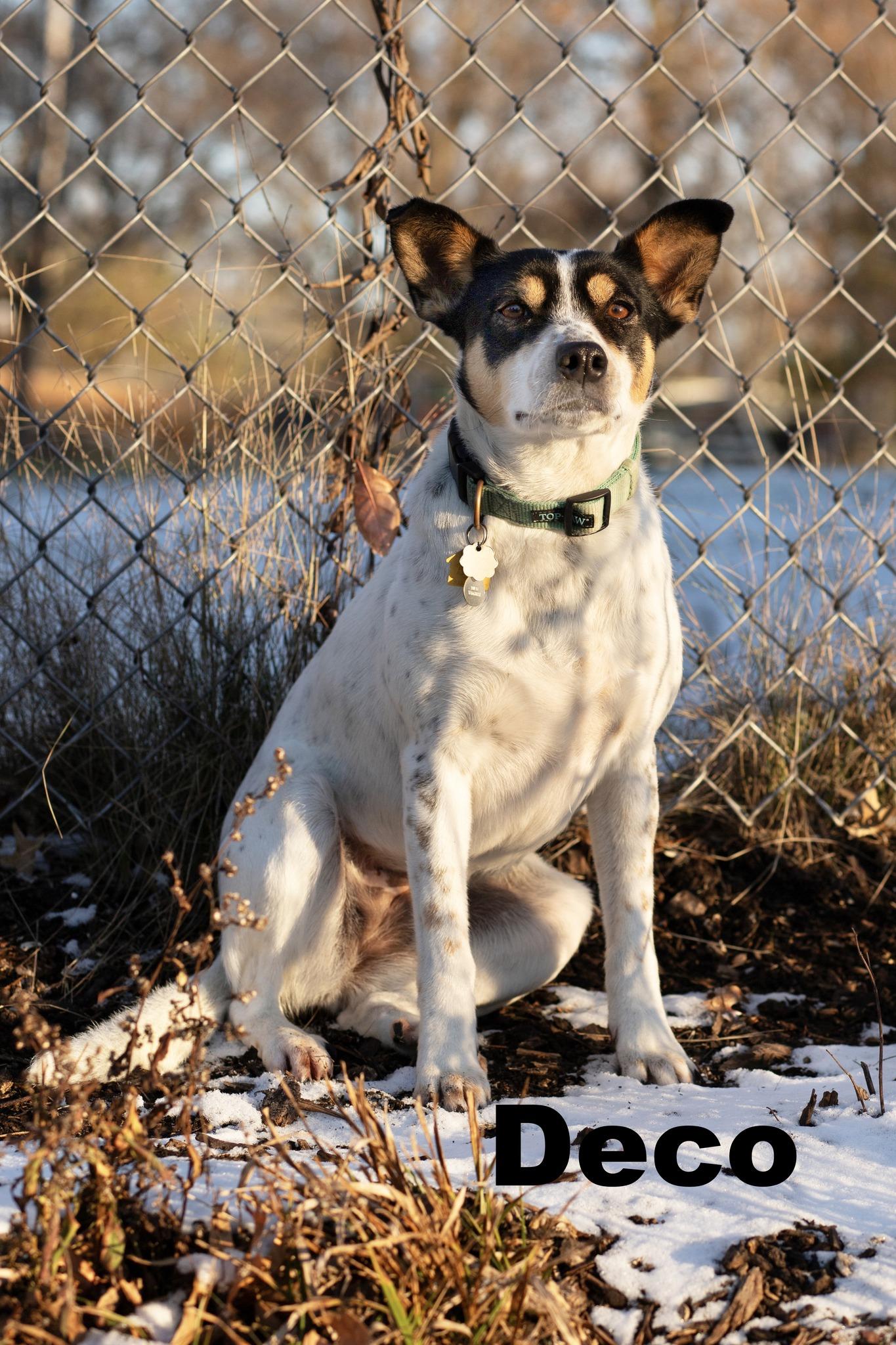 Enlarge Deco, a ADOPTABLE mixed breed in Macomb, IL image 1/1