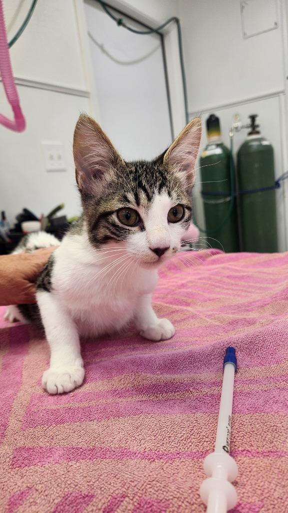 Sweet Pea, Adoptable, Young Male Domestic Short Hair.