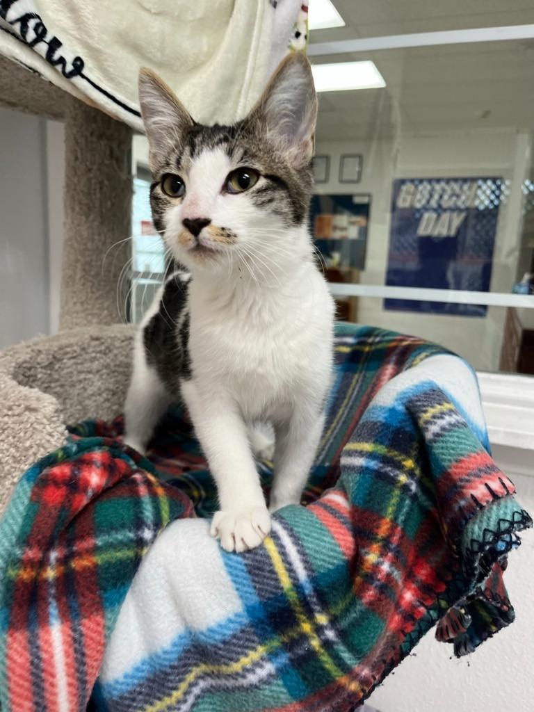 Sweet Pea, Adoptable, Kitten Male Domestic Short Hair.