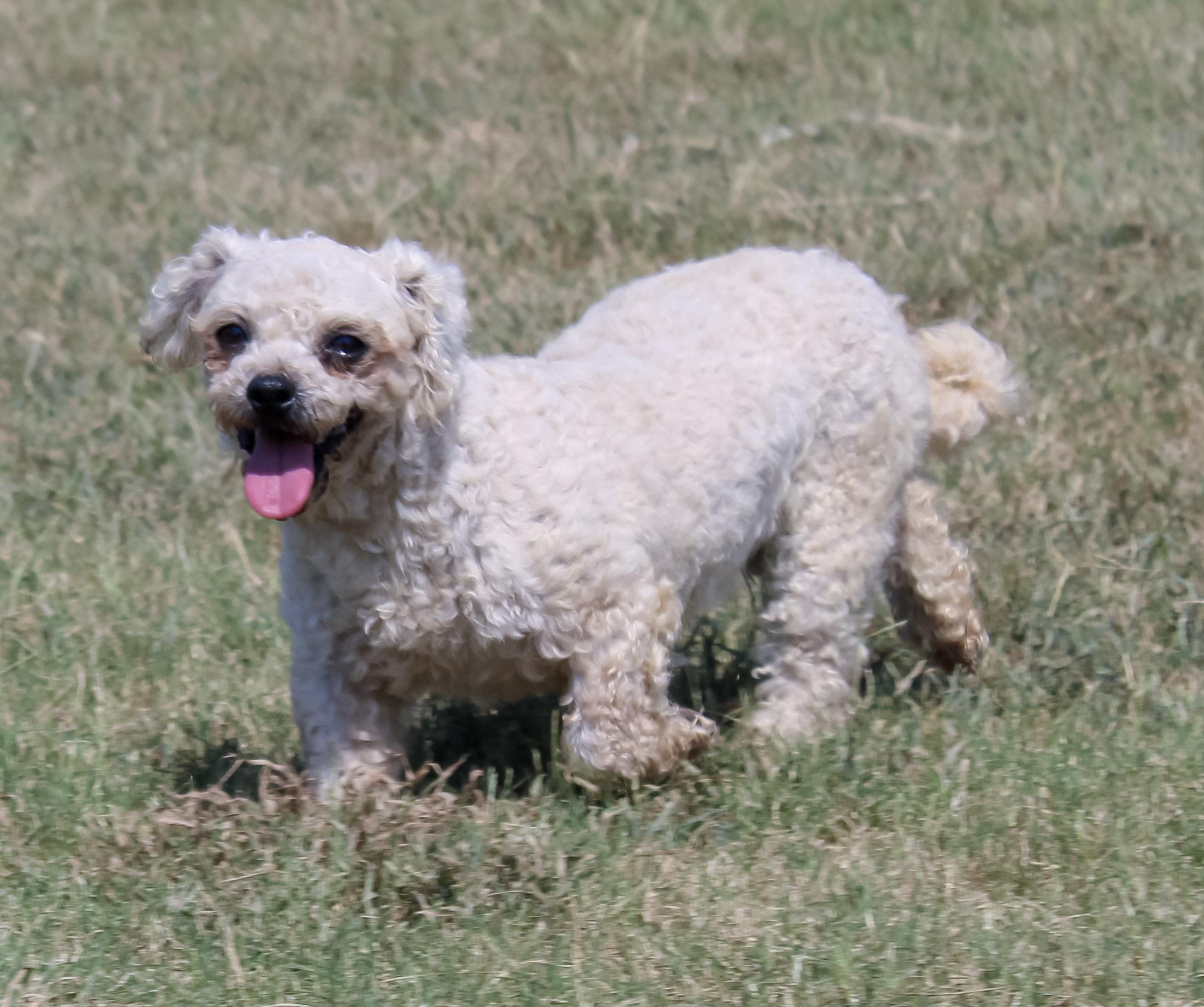 Enlarge Lady Bug, a ADOPTABLE Bichon Frise in Neosho, MO image 2/3