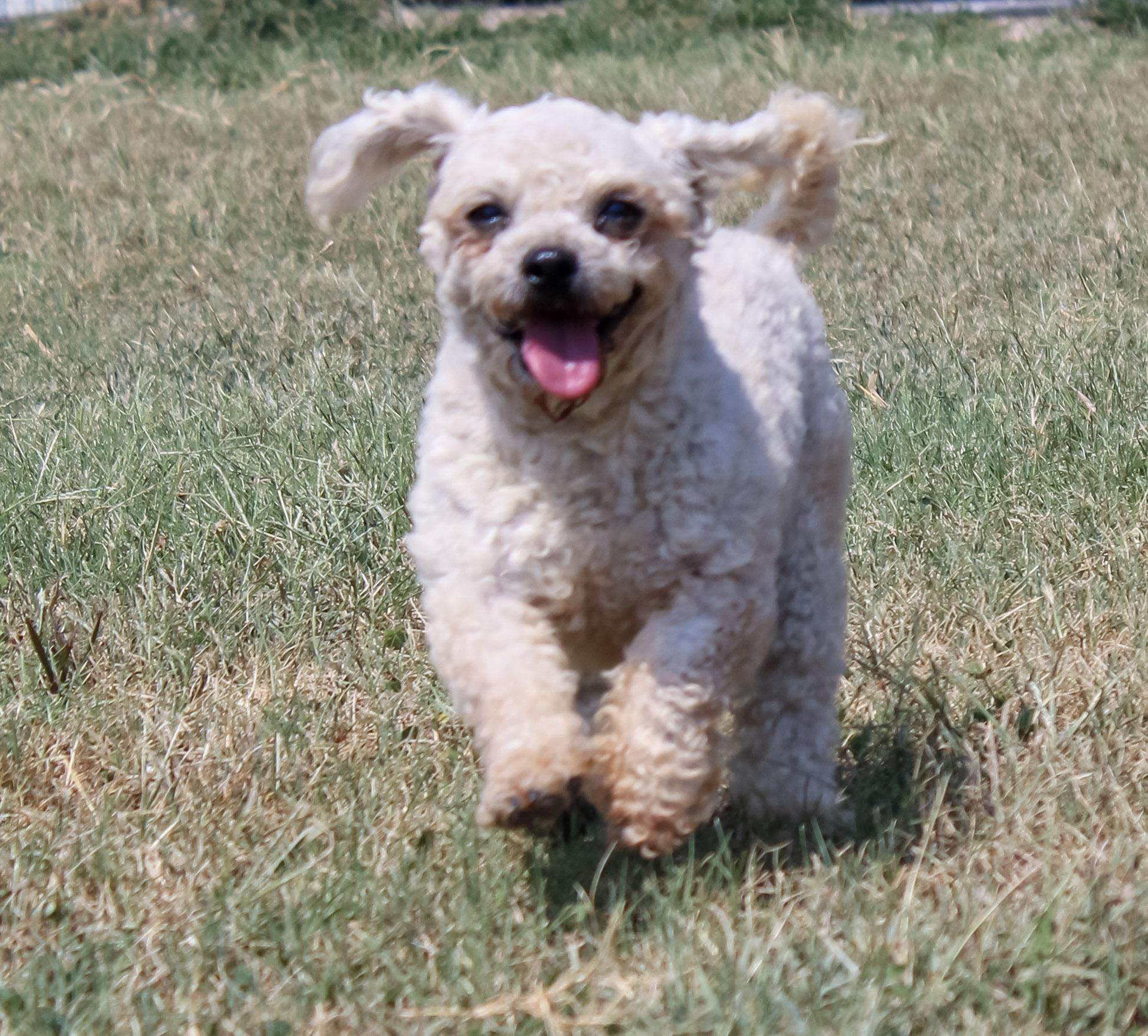 Lady Bug, ADOPTABLE, Adult Female Bichon Frise.