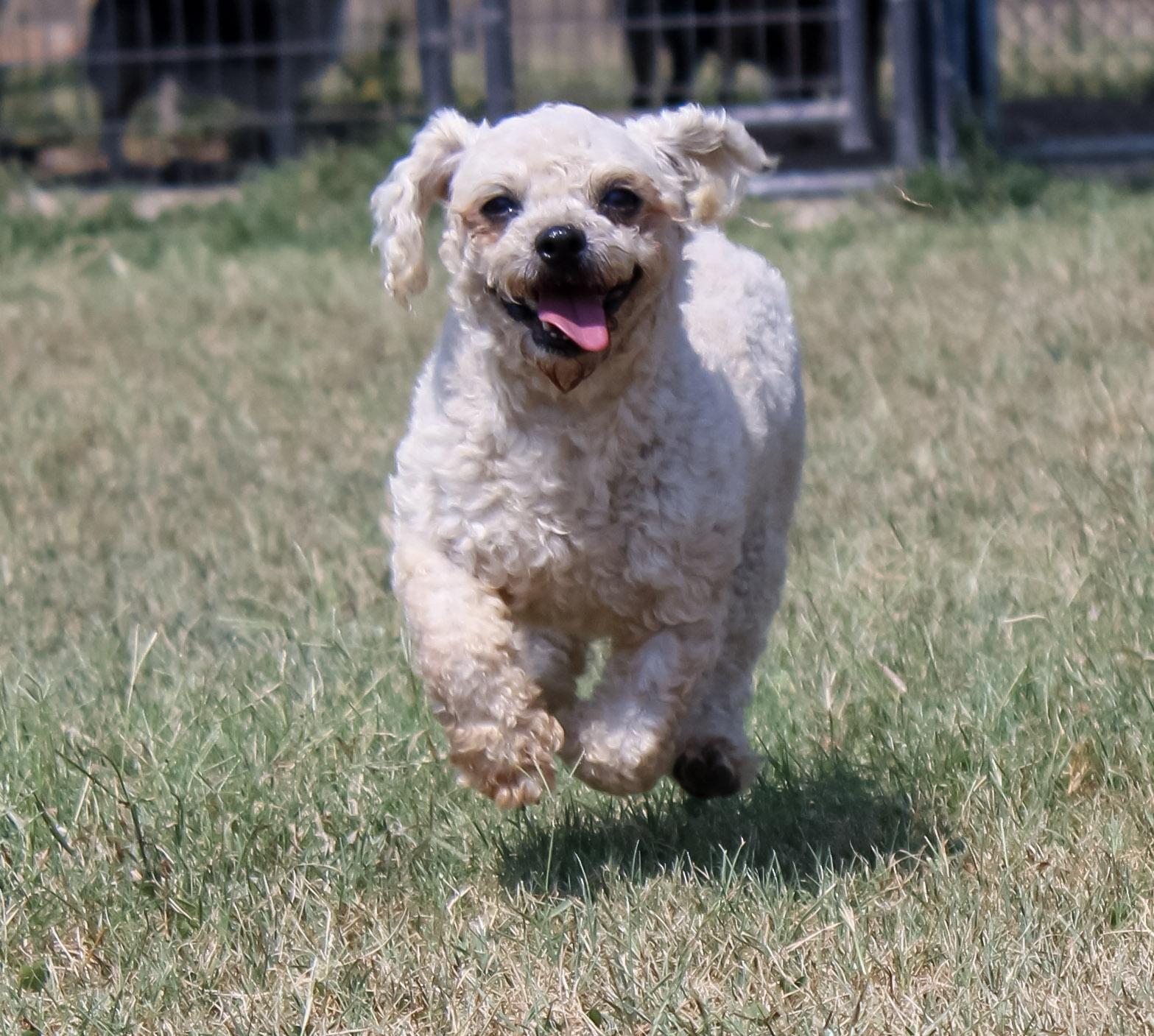 Enlarge Lady Bug, a ADOPTABLE Bichon Frise in Neosho, MO image 3/3