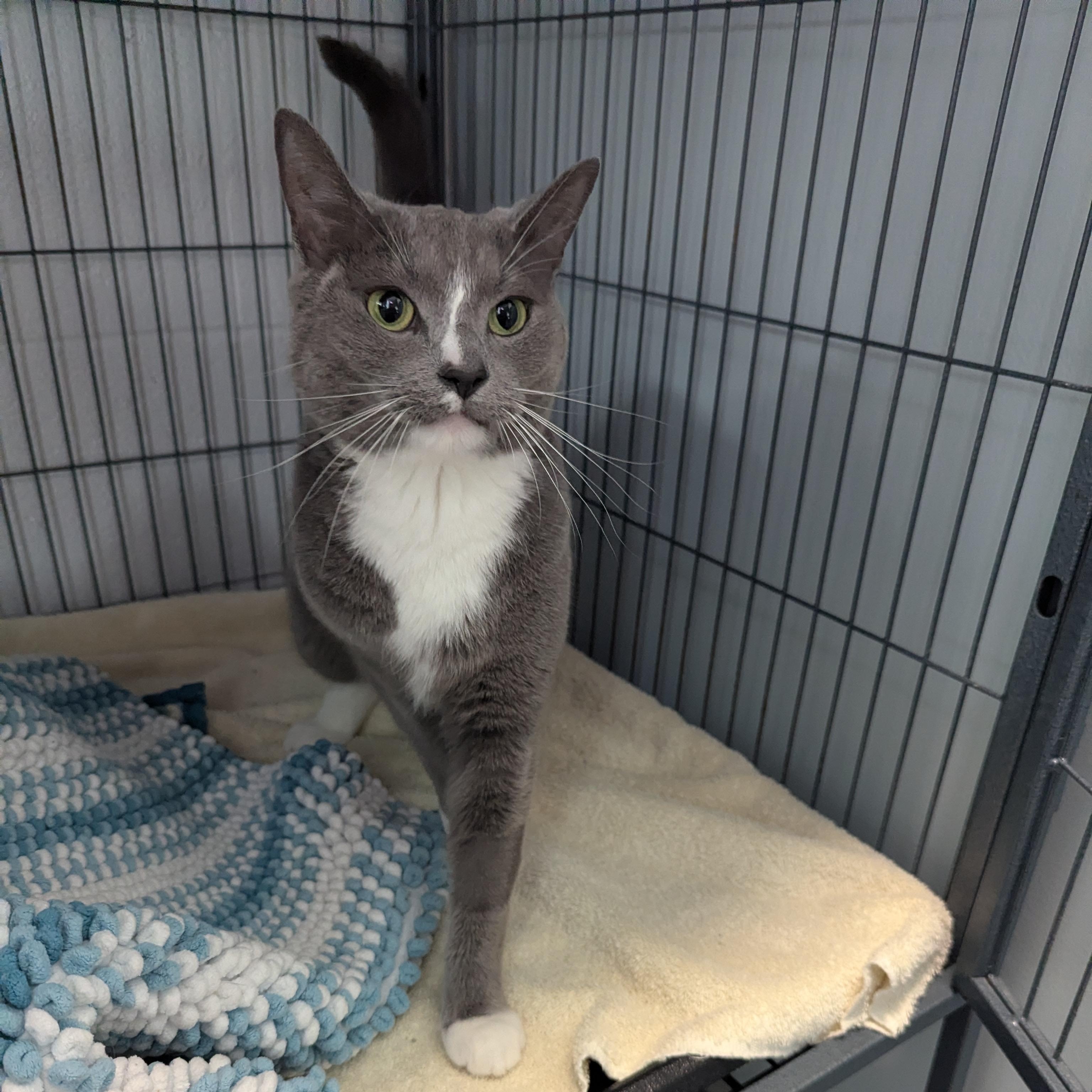 Yogi, a ADOPTABLE Domestic Short Hair in Stafford, VA image 3/3