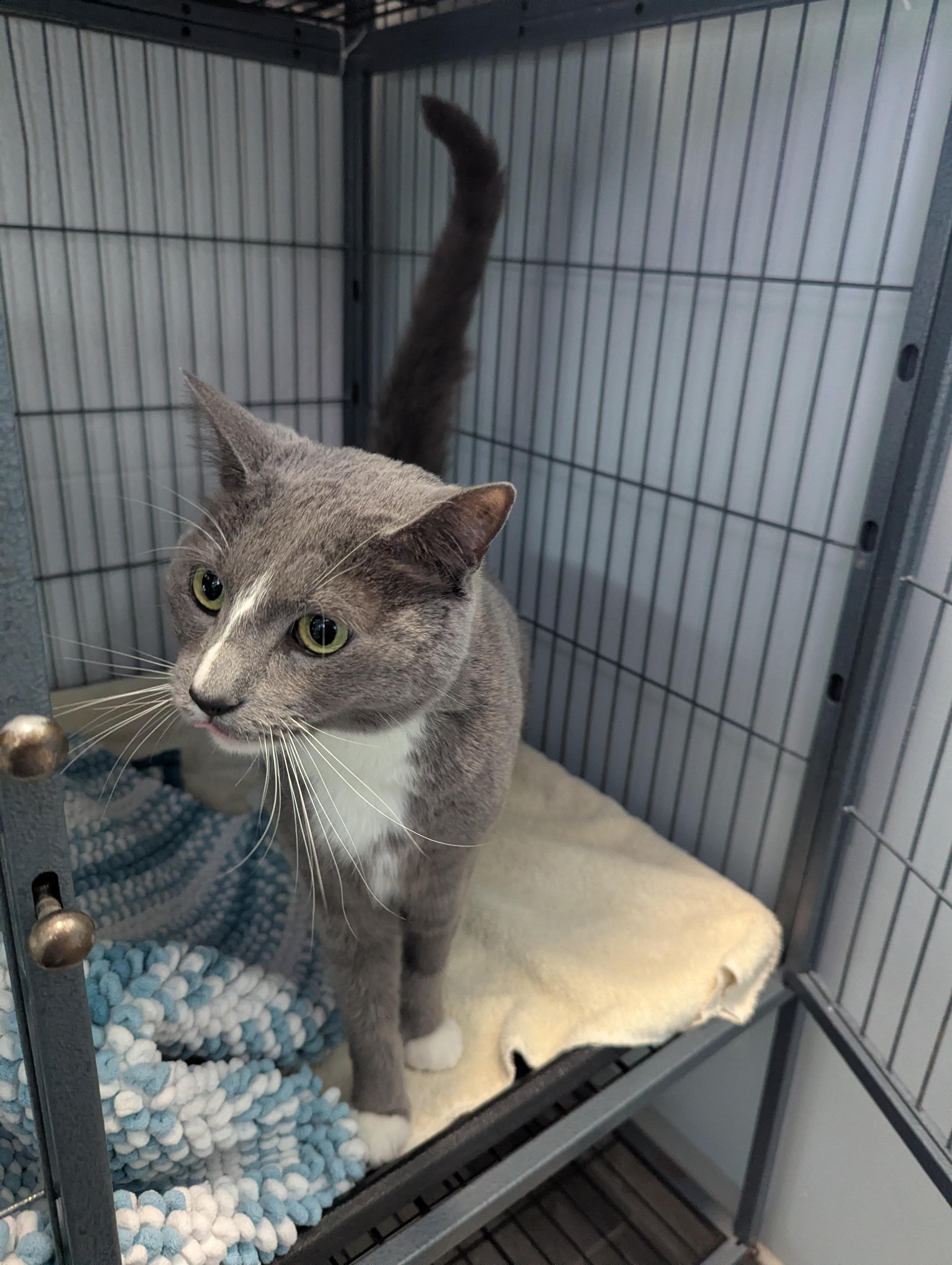 Yogi, a ADOPTABLE Domestic Short Hair in Stafford, VA image 2/3