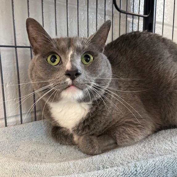 Yogi, ADOPTABLE, Adult Male Domestic Short Hair.