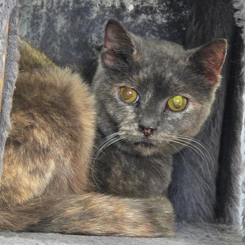 Honey Loops, Adoptable, Senior Female Domestic Short Hair.