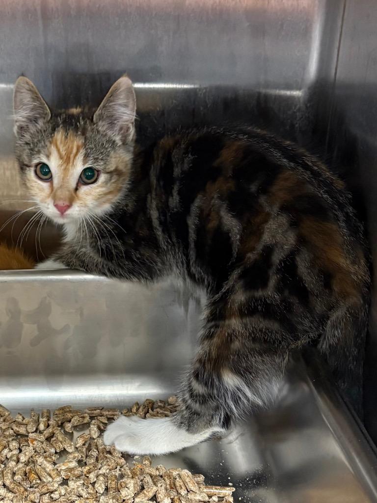 Tansy, a Adoptable mixed breed in Rock Springs, WY image 2/2