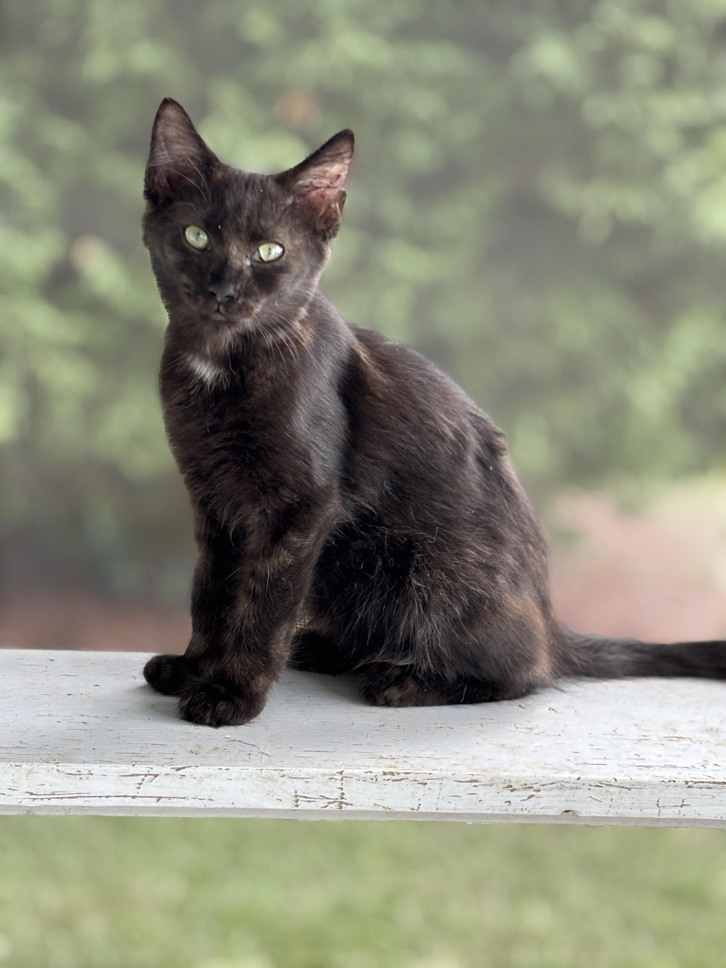 Enlarge Lyla, a Adoptable Domestic Long Hair in Hemingway, SC image 1/1