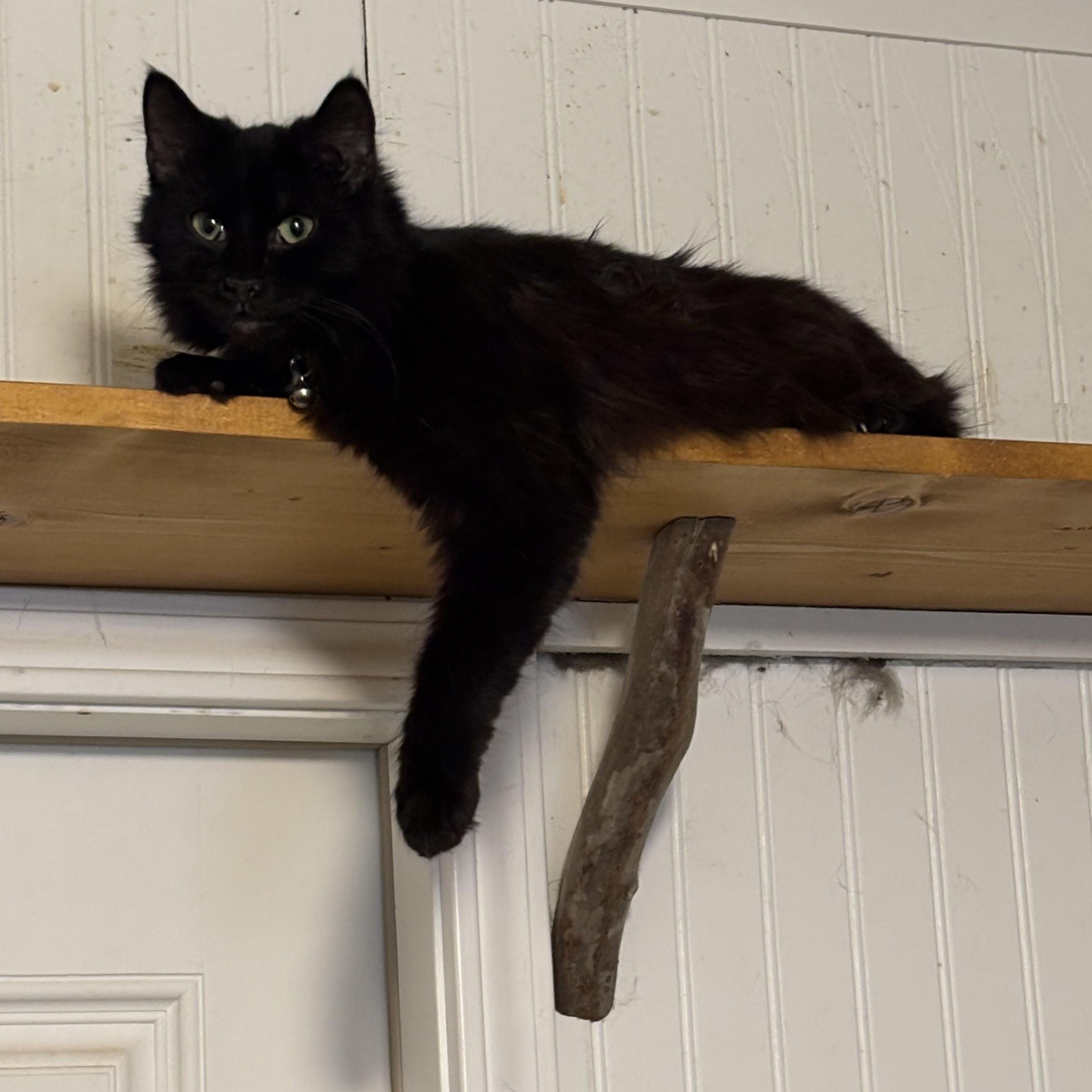 Lyla, Adoptable, Young Female Domestic Long Hair.