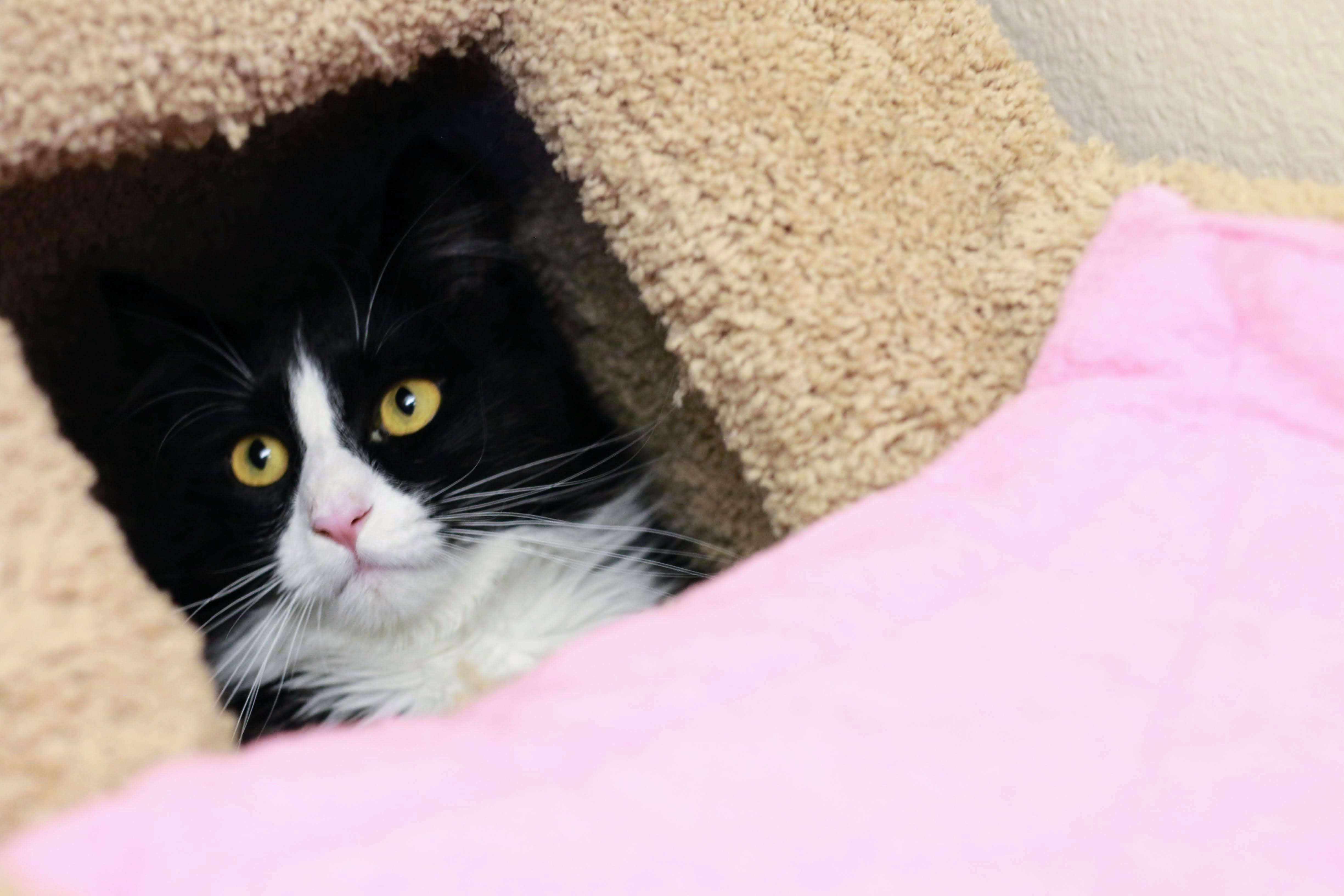 Sylvester photo 2