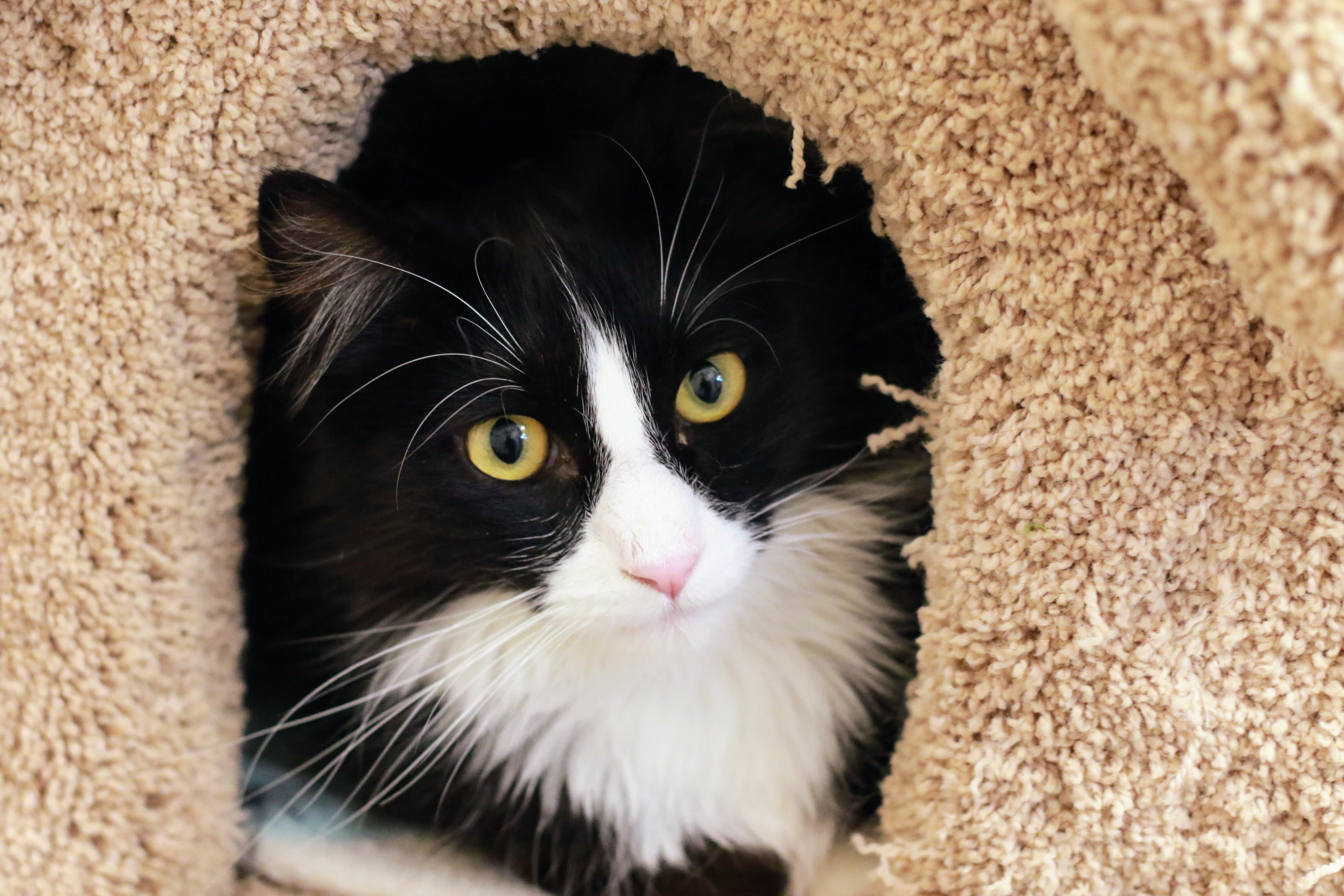 Sylvester, Young Male Domestic Long Hair