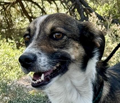 Roxy, an adoptable Australian Cattle Dog / Blue Heeler in Flagstaff, AZ, 86001 | Photo Image 2