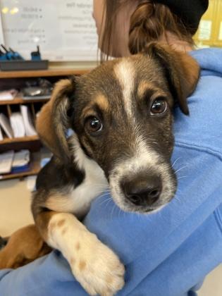 Roxy, Adoptable, Adult Female Australian Cattle Dog / Blue Heeler.