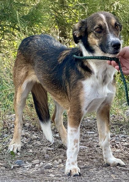 Roxy, a Adoptable mixed breed in Flagstaff, AZ image 4/4