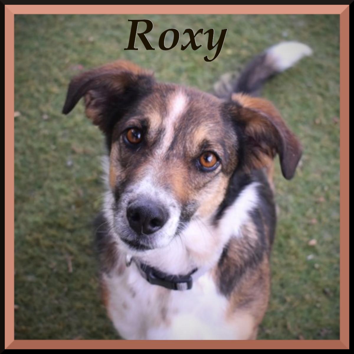 Roxy, a Adoptable mixed breed in Flagstaff, AZ image 1/4