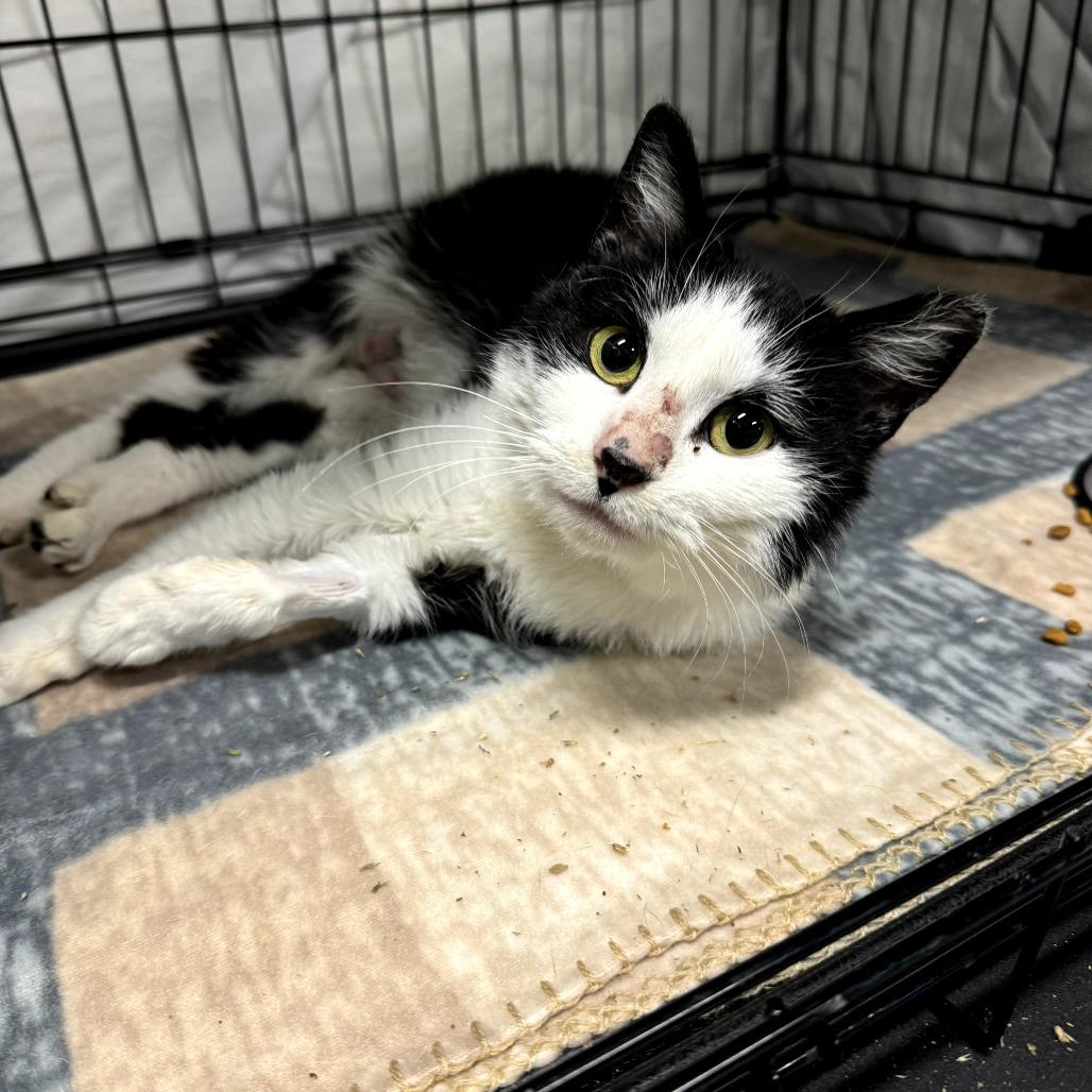Wendy, ADOPTABLE, Young Female Domestic Short Hair.
