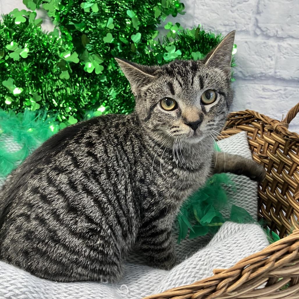 Levi, Adoptable, Young Male Domestic Short Hair.