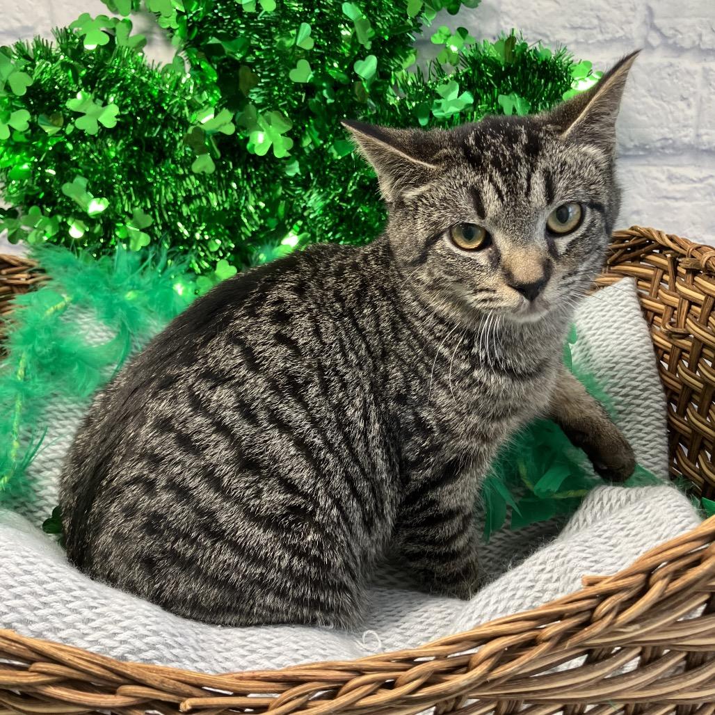 Enlarge Levi, a Adoptable Domestic Short Hair in Harrisonburg, VA image 2/4