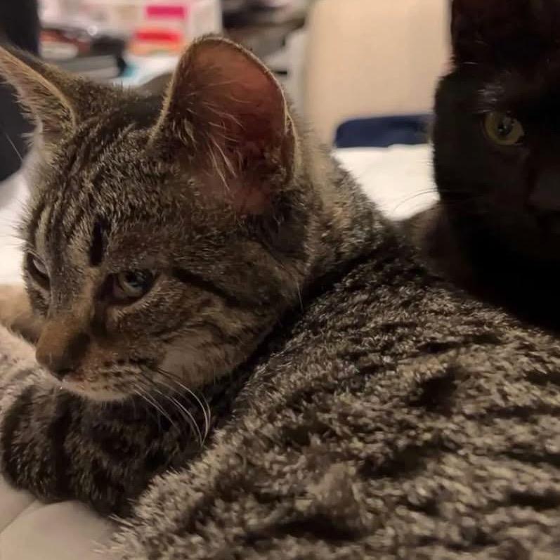 Enlarge Levi, a Adoptable Domestic Short Hair in Harrisonburg, VA image 3/4