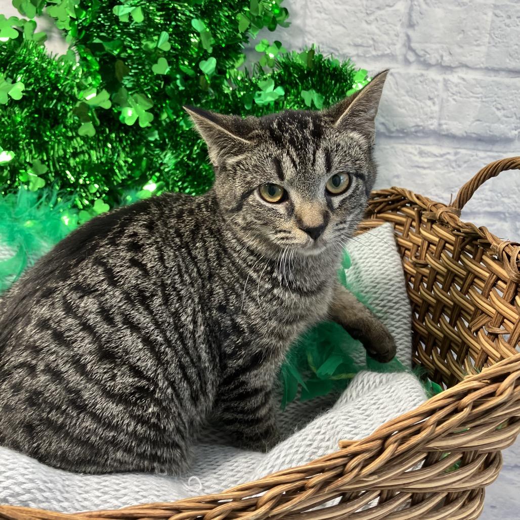 Enlarge Levi, a Adoptable Domestic Short Hair in Harrisonburg, VA image 4/4