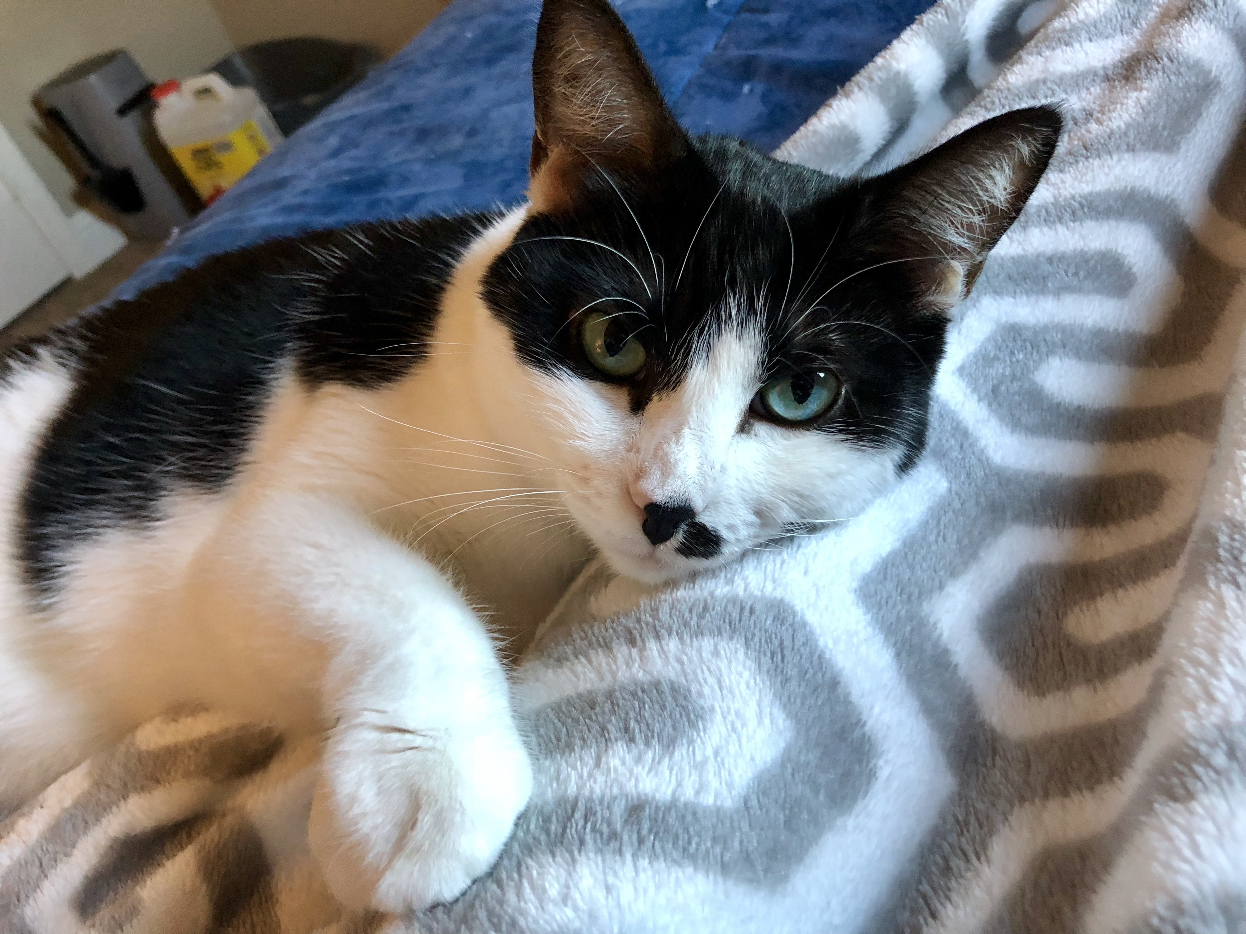 Enlarge Sheena, a Adoptable Domestic Short Hair in Fort Worth, TX image 1/11