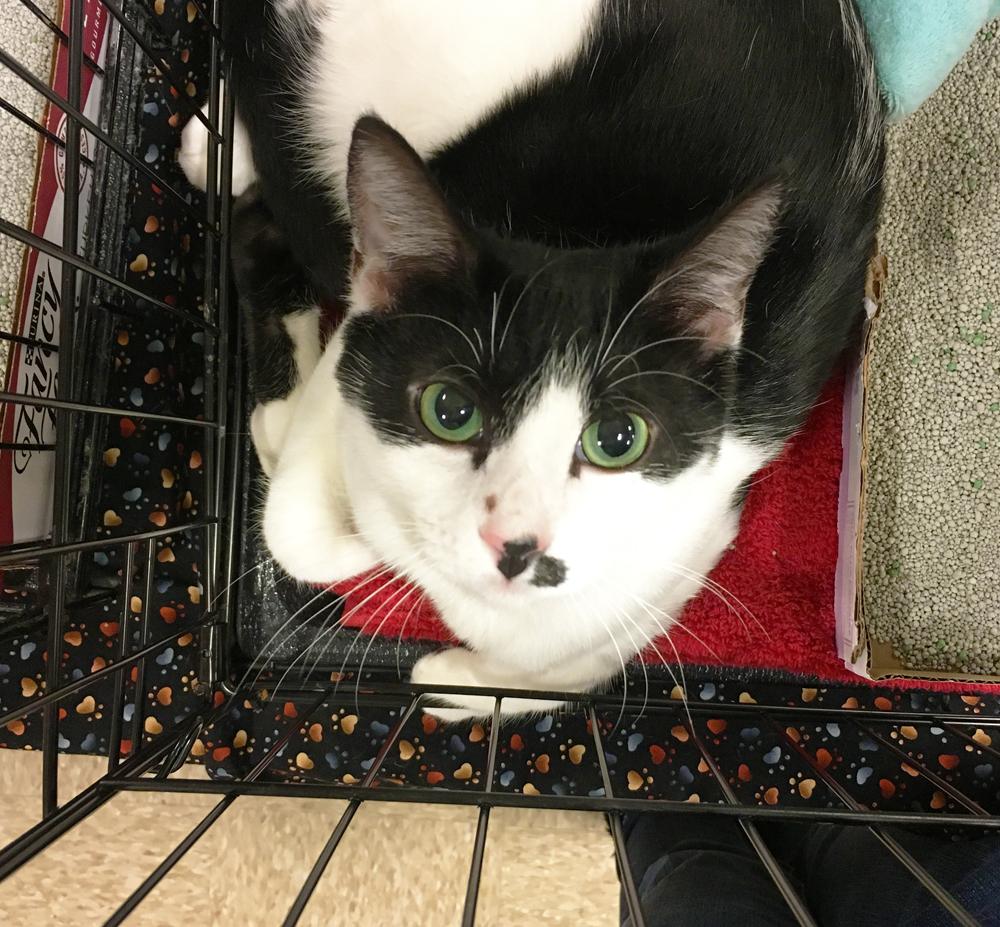 Enlarge Sheena, a Adoptable Domestic Short Hair in Fort Worth, TX image 2/11