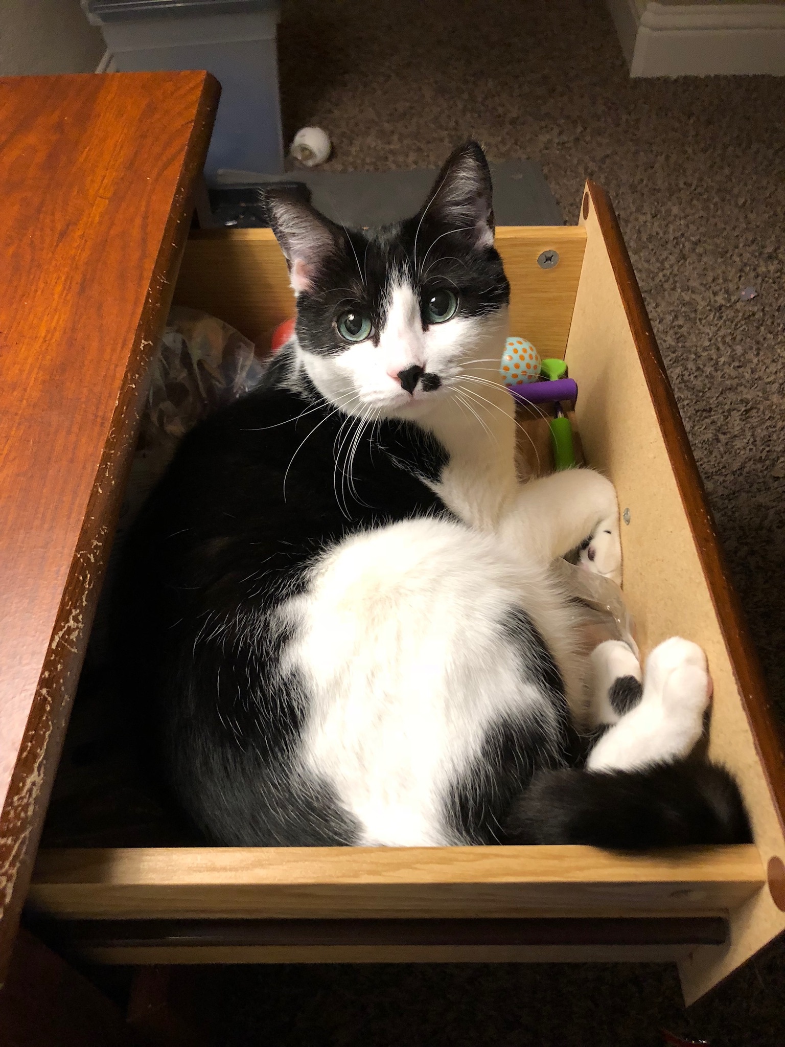 Enlarge Sheena, a Adoptable Domestic Short Hair in Fort Worth, TX image 3/11