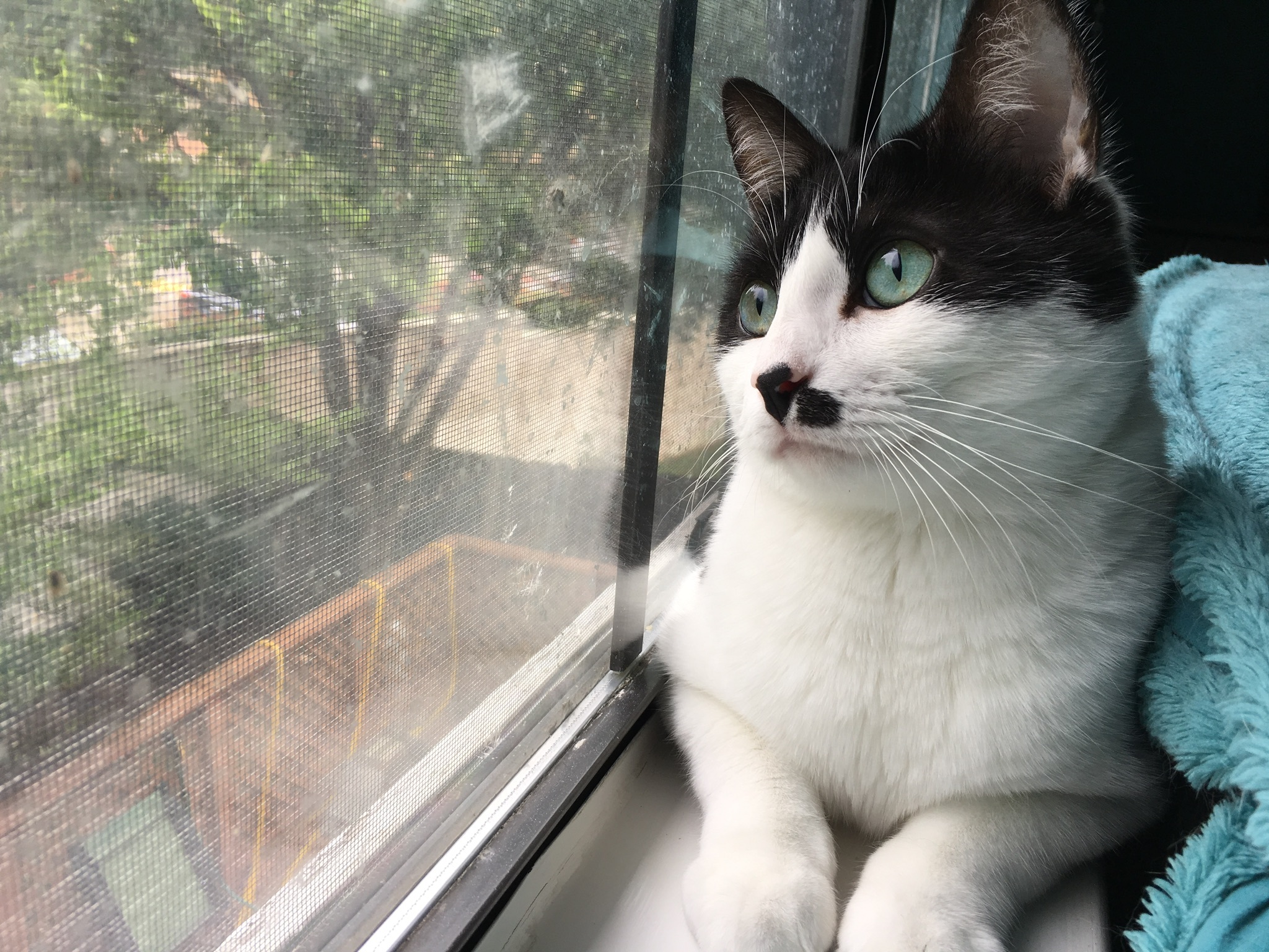 Enlarge Sheena, a Adoptable Domestic Short Hair in Fort Worth, TX image 4/11