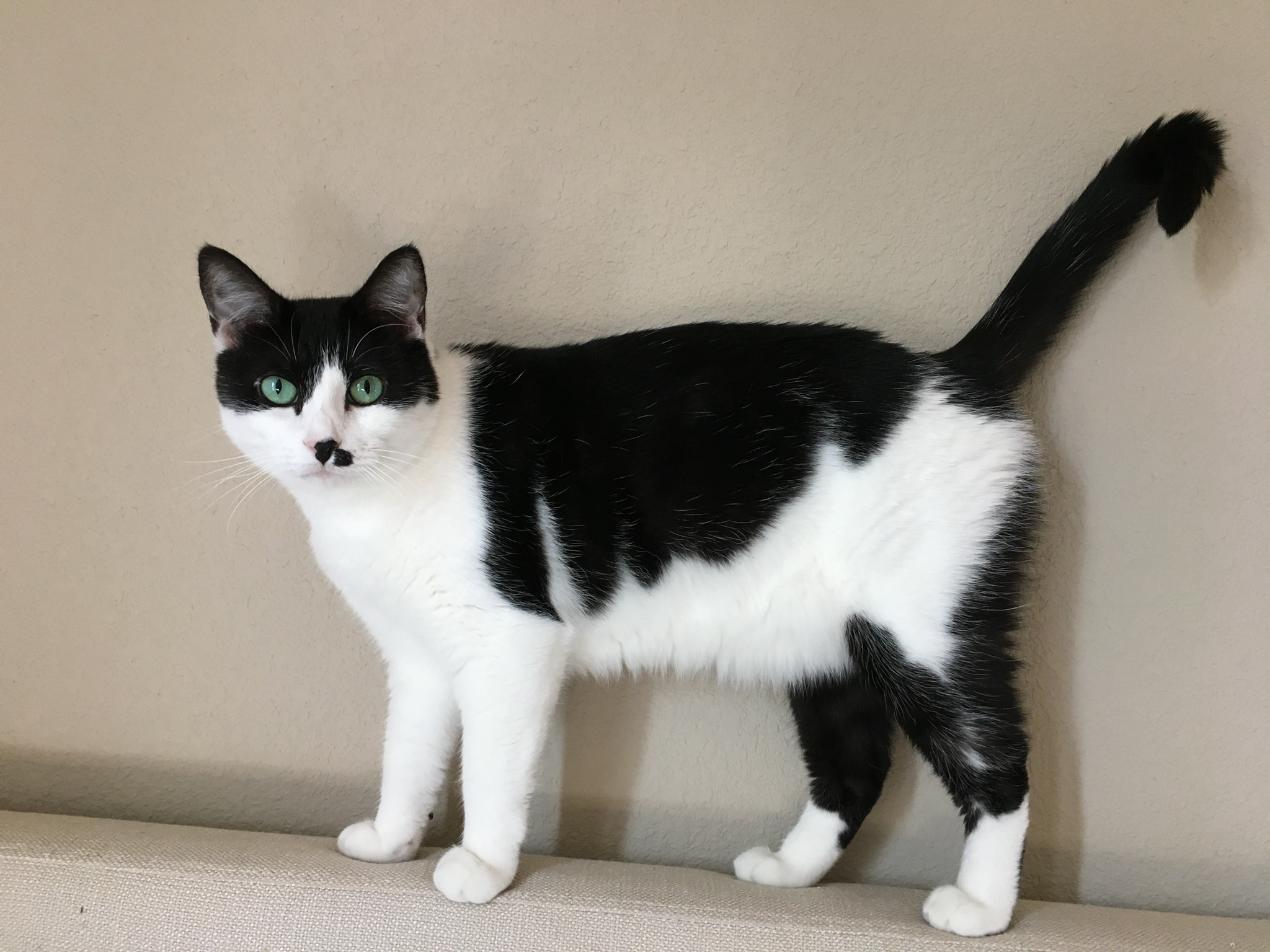 Enlarge Sheena, a Adoptable Domestic Short Hair in Fort Worth, TX image 5/11